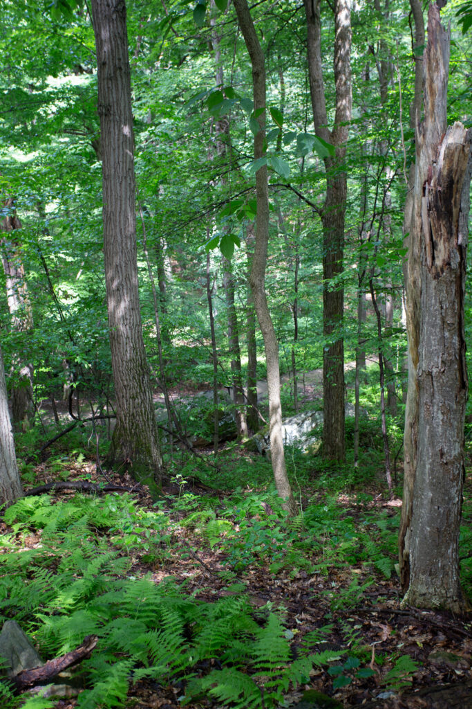 Jumonville Glen near Pittsburgh, PA