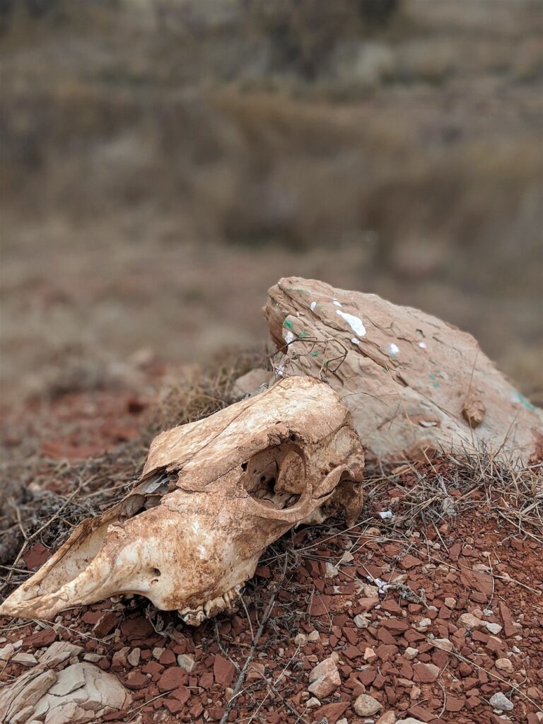 cow skull at Robert Smithson's Amarillo Ramp in Texas