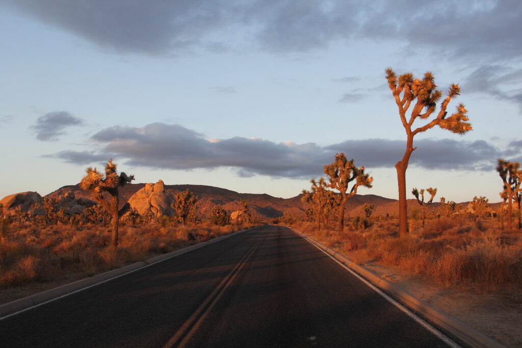 Joshua Tree National Park road at sunset