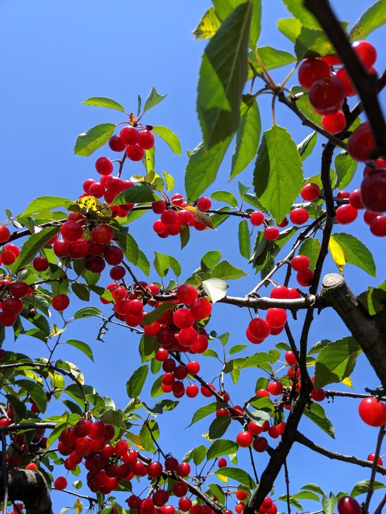 sour cherries on a tree