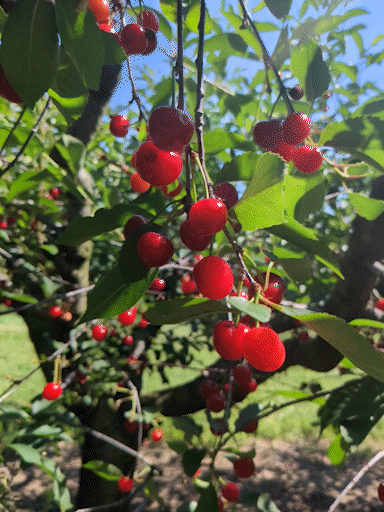 sour cherries on a tree