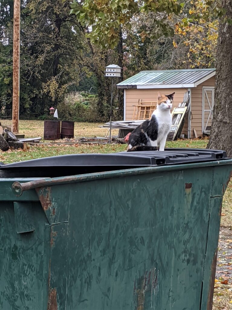 calico cat standing on a dumpster