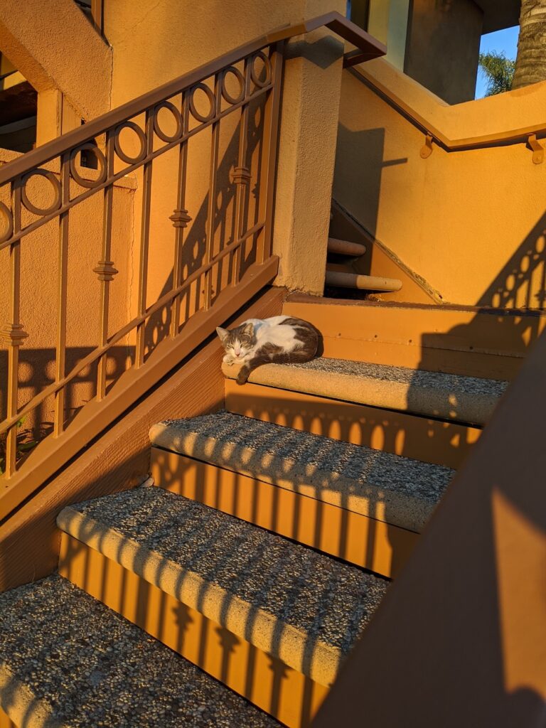 white and gray cat curled up on an outdoor staircase