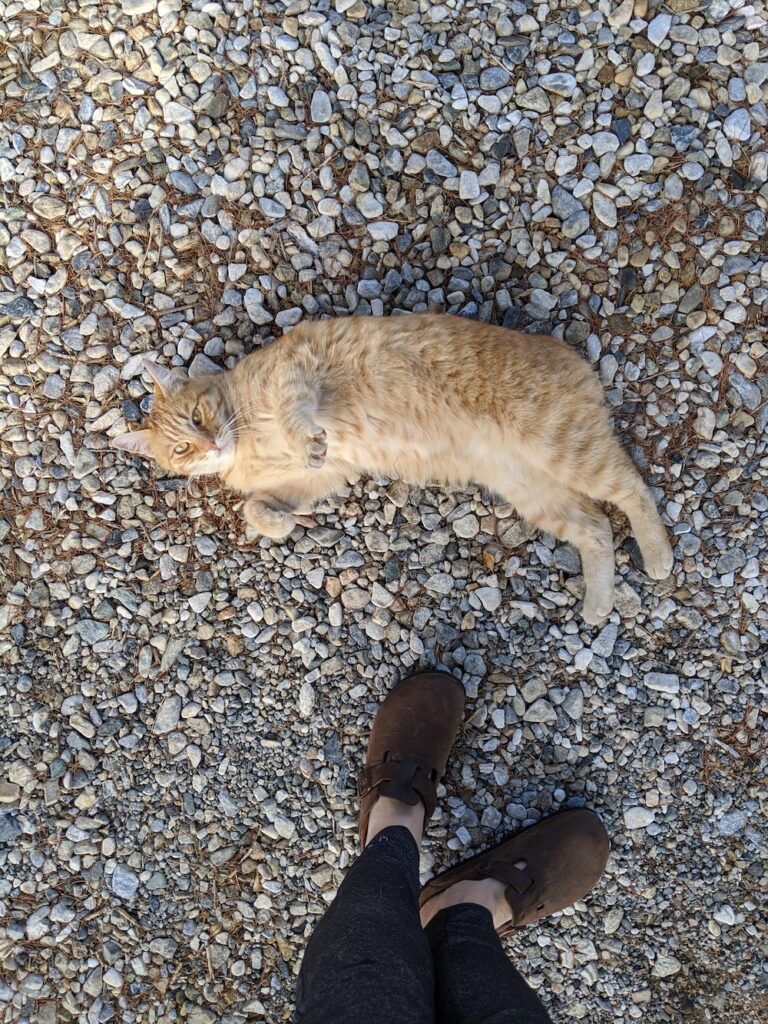 ginger cat on the ground showing its belly