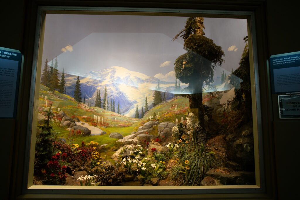 Alpine meadow diorama in the Carnegie Museum Hall of Botany