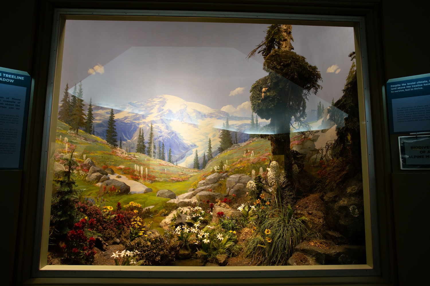 Alpine meadow diorama in the Carnegie Museum Hall of Botany