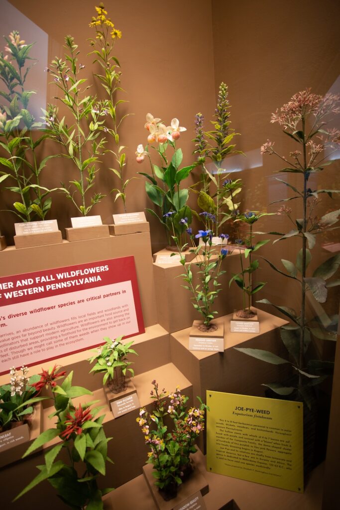 Hall of Botany wildflowers display at the Carnegie Museum