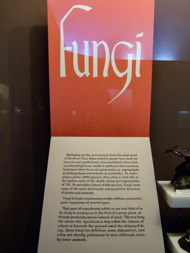fungi display at the Carnegie Museum