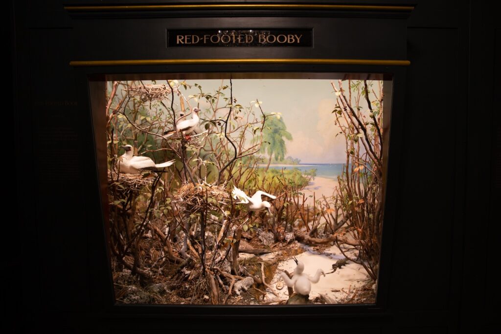 red footed booby diorama at the Carnegie Museum