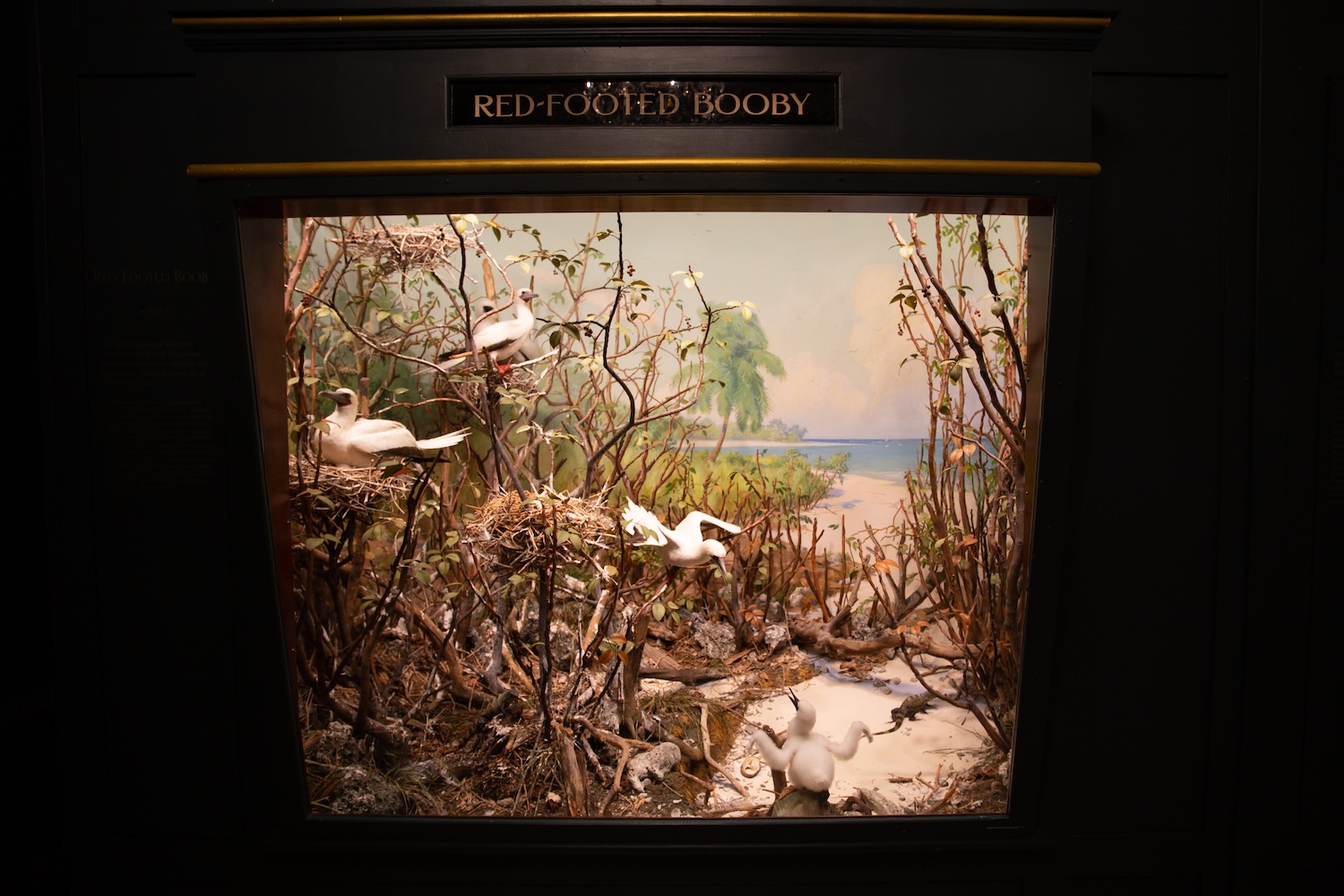 red footed booby diorama at the Carnegie Museum