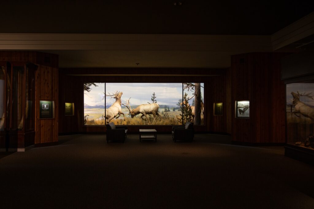 Carnegie Museum of Natural History elk diorama