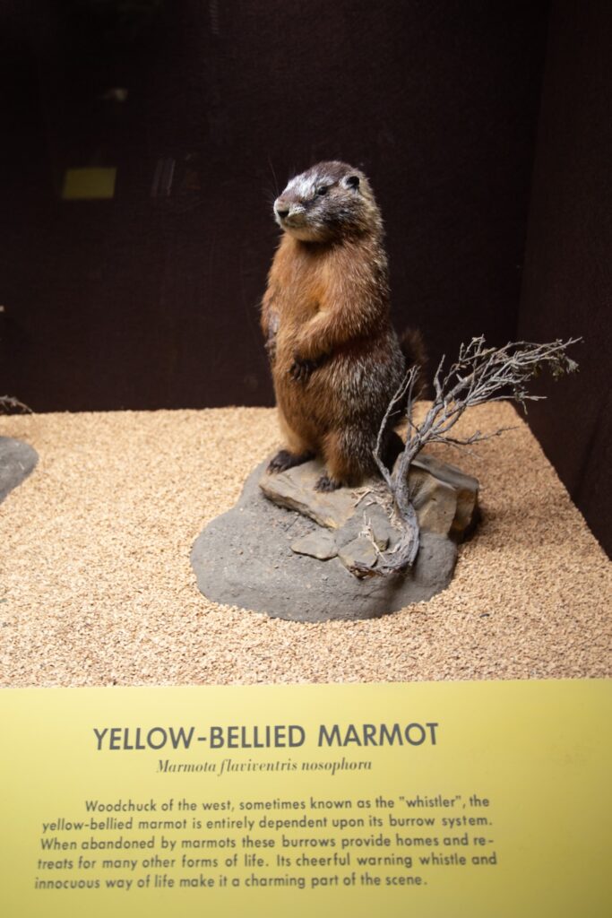 taxidermied yellow-bellied marmot