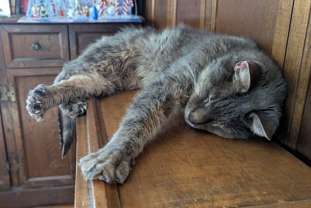 cat sleeping on a radiator with back claws flexed