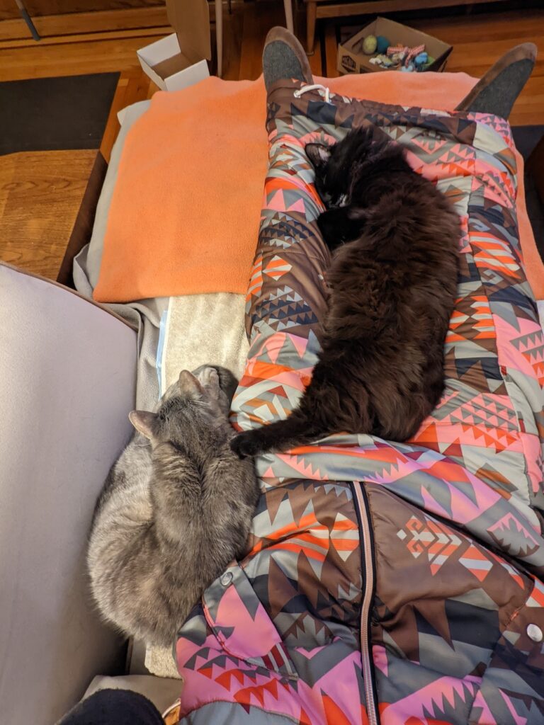 cats sleeping on a person's legs
