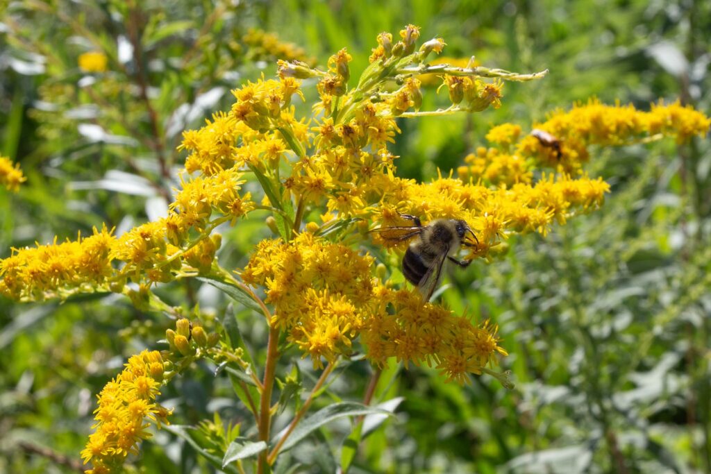 fuzzy bee at the Minneapolis Sculpture Garden