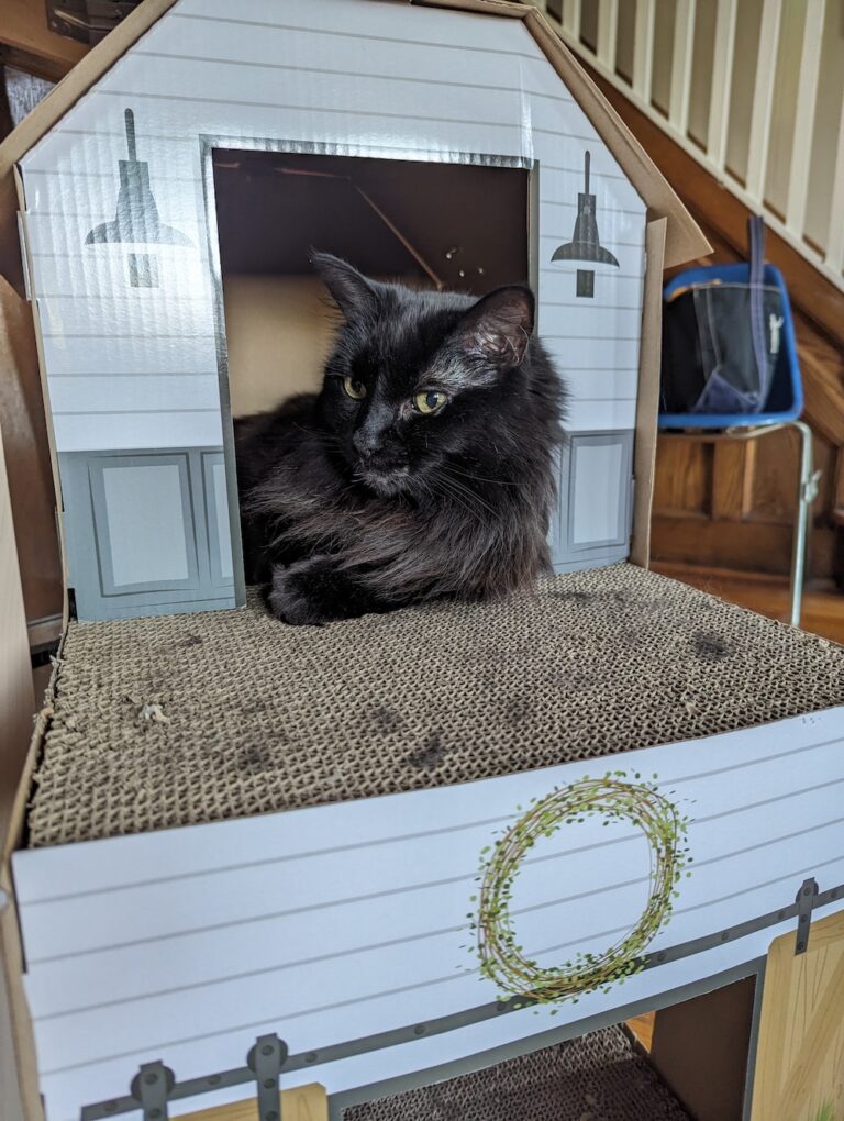 cat sitting in a cardboard house