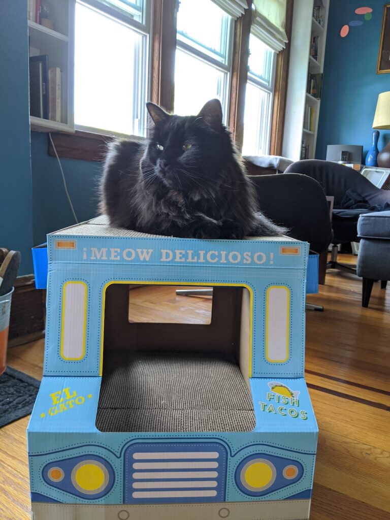 cat loafing on a cardboard taco truck