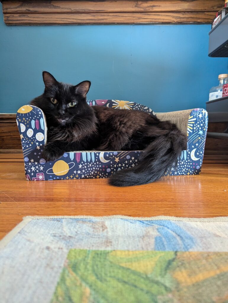 cat lounging on a cardboard couch
