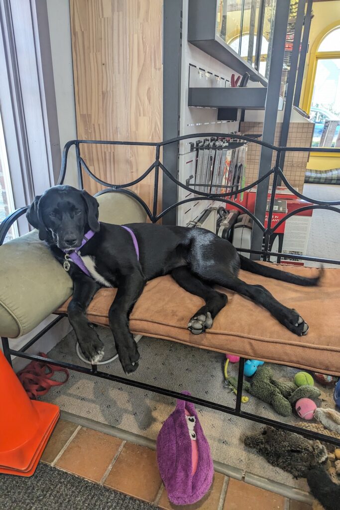 black laborador puppy on a couch