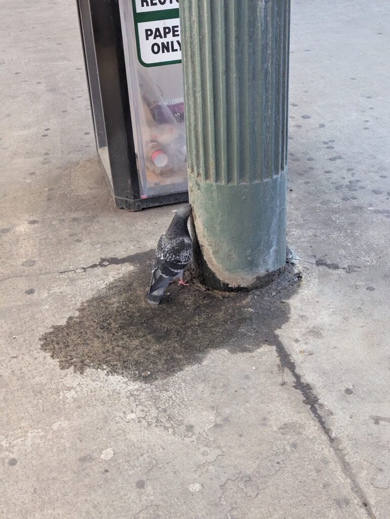 pigeon sticking its head into a hole in a structural column