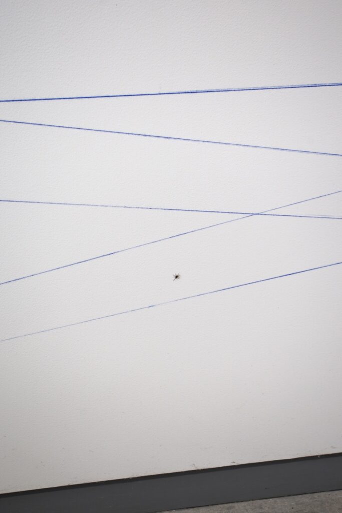 spider on a Sol Lewitt wall drawing