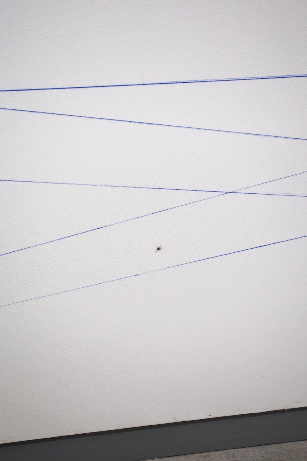 spider on a Sol Lewitt wall drawing